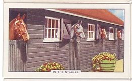 In the Stables